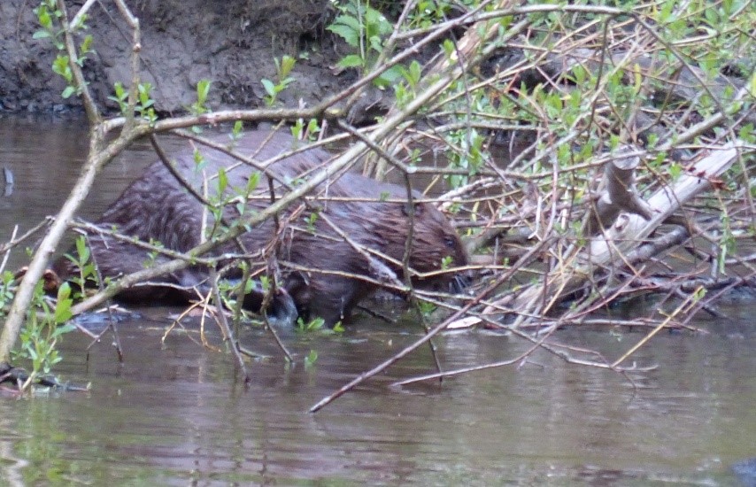Biber im Naturschutzgebiet Eriskircher Ried